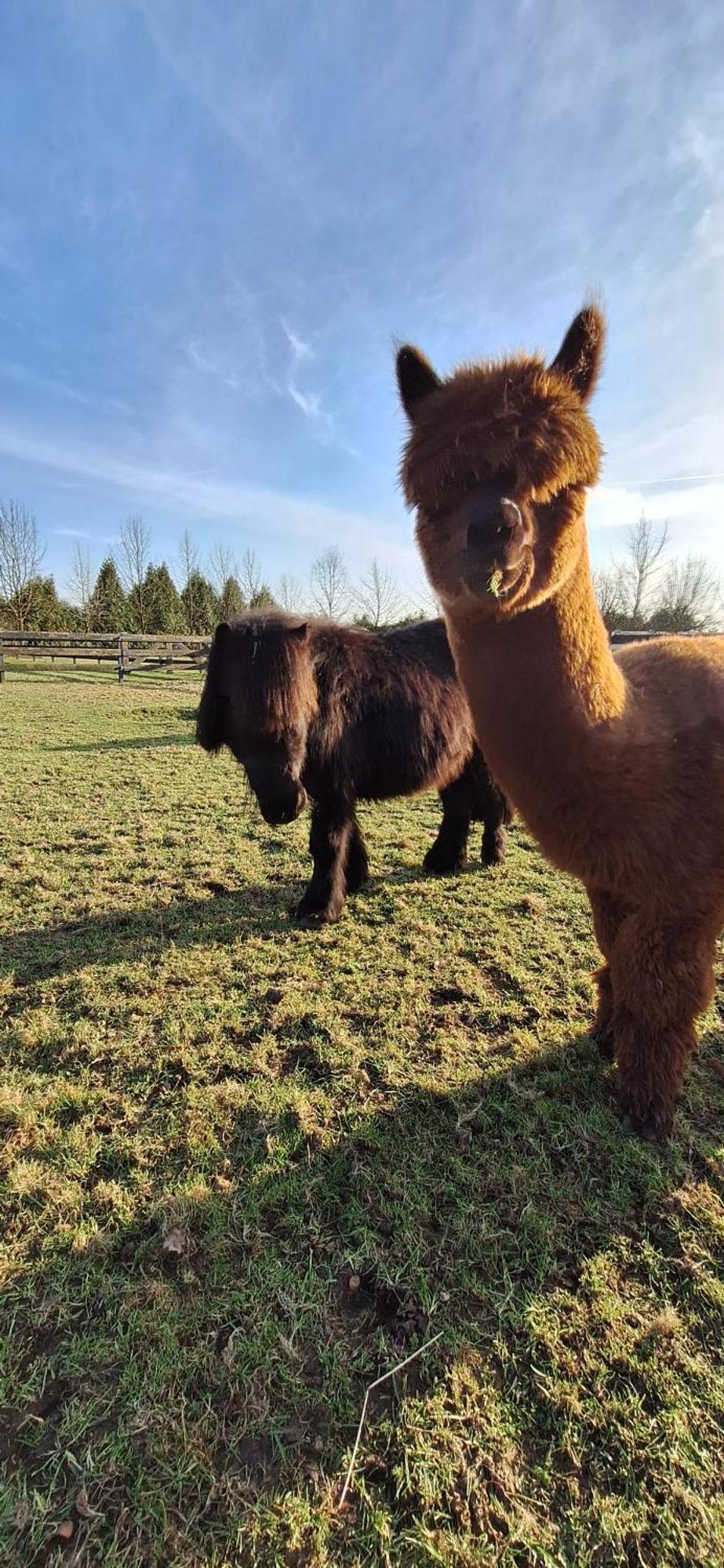 B&B De Raamberg Zundert エクステリア 写真