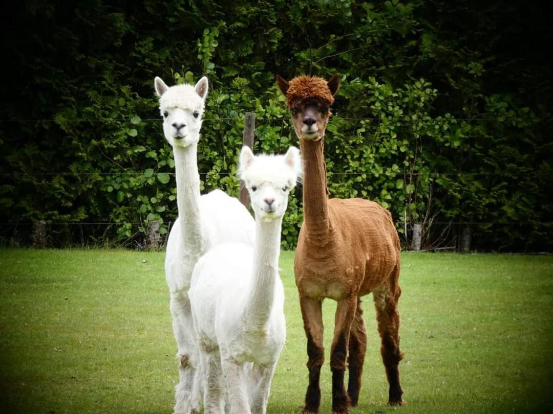 B&B De Raamberg Zundert エクステリア 写真